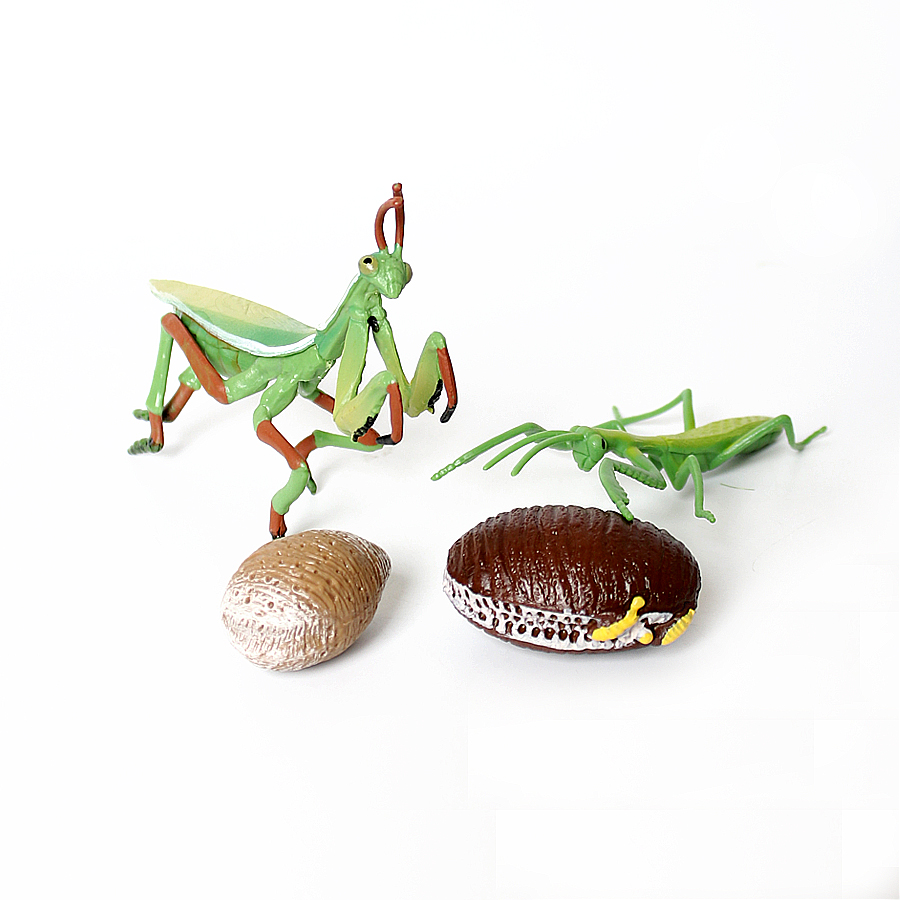 Modello Realistico di Mantis O - Kids Toys Under 1 Year recensione e prezzo